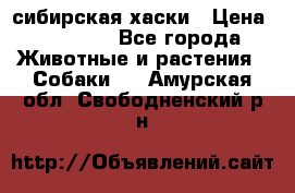 l: сибирская хаски › Цена ­ 10 000 - Все города Животные и растения » Собаки   . Амурская обл.,Свободненский р-н